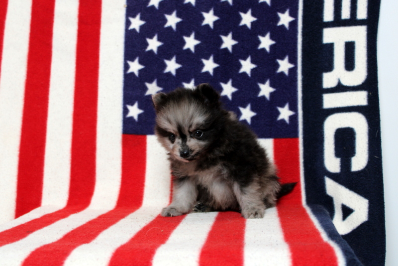 puppy, for, sale, Dorthea, Matthew B. Stoltzfus, dog, breeder, Gap, PA, dog-breeder, puppy-for-sale, forsale, nearby, find, puppyfind, locator, puppylocator, aca